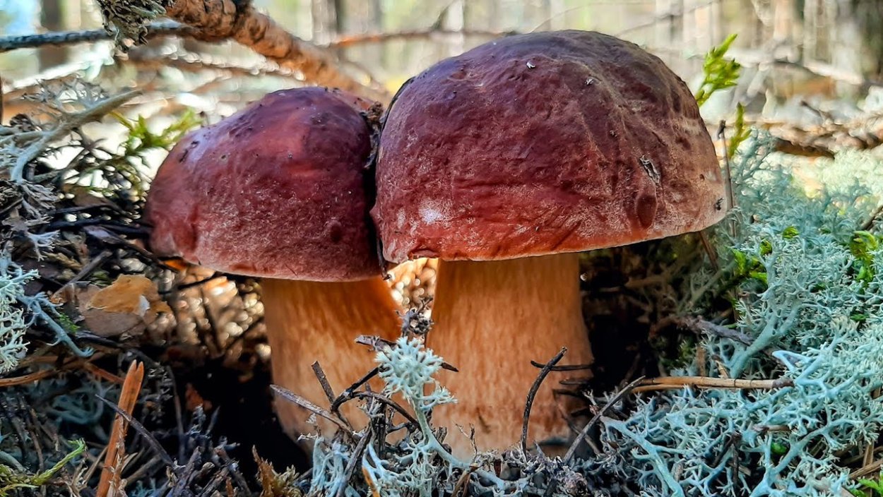 Грибы в Карелии сейчас