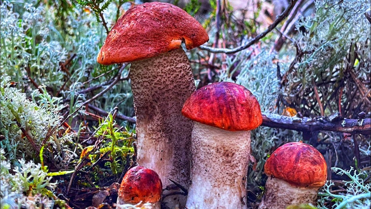 Грибы Карелии весенние