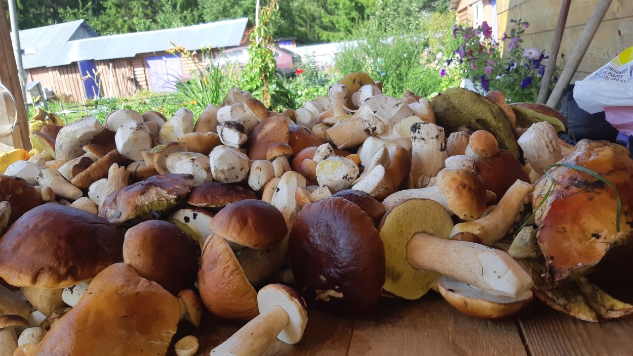 Грибные места в Карелии