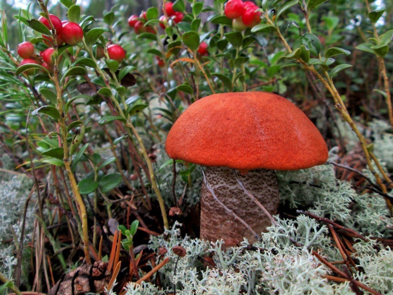 Королевский белый гриб