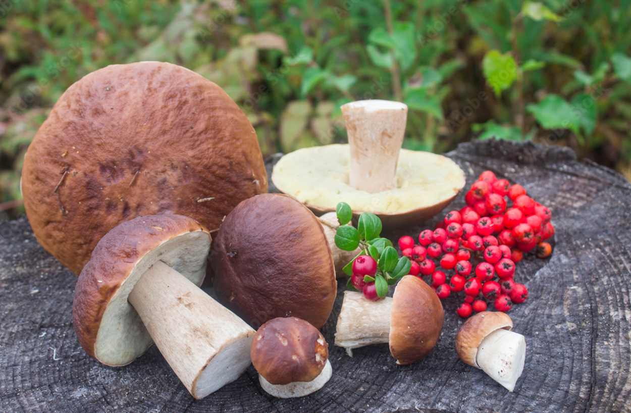 Анаморф грибы Карелии