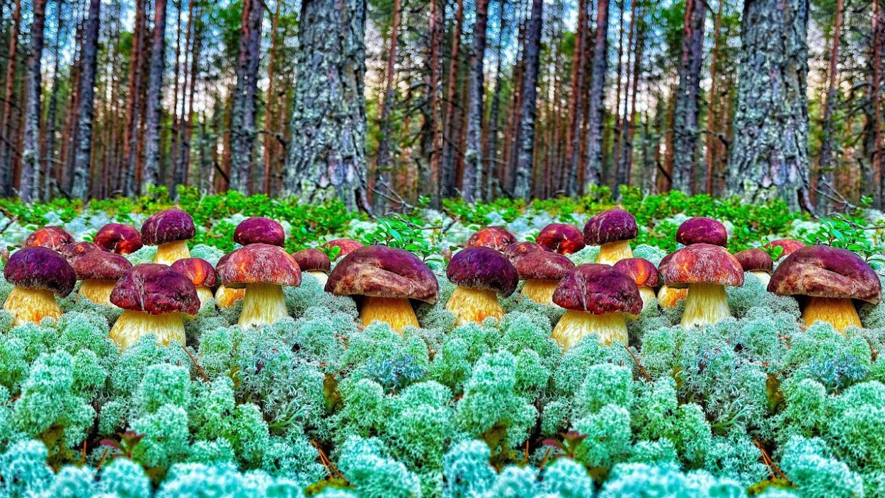 Карелия лес грибы