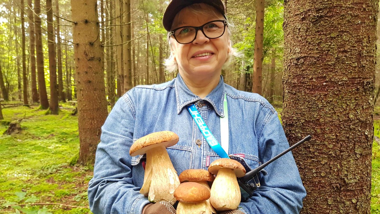 Сбор грибов