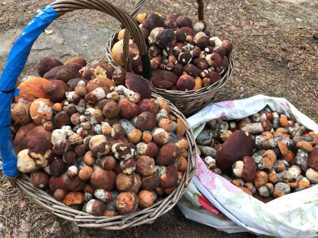 Боровики в Карелии