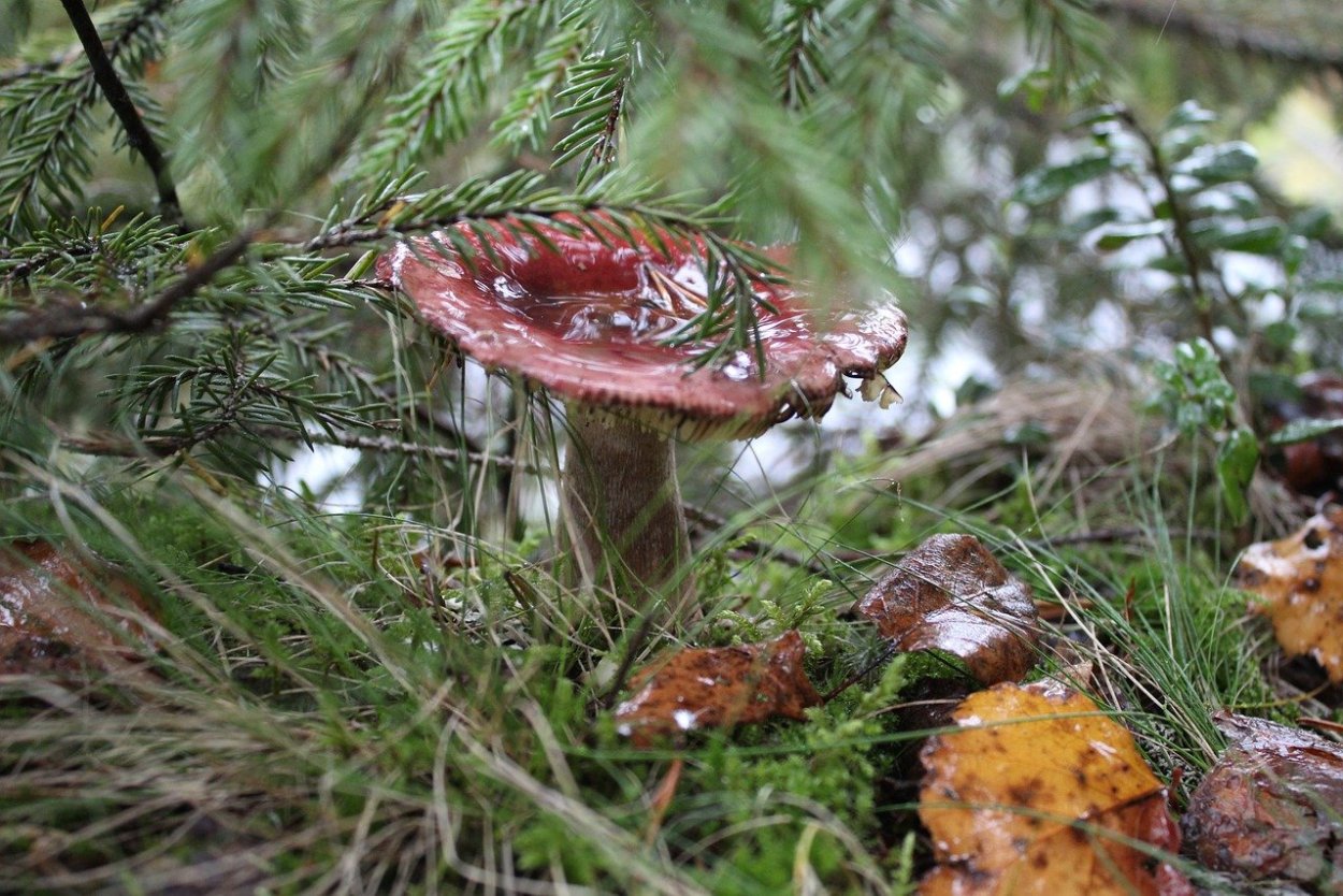 Белые грибы в Карелии