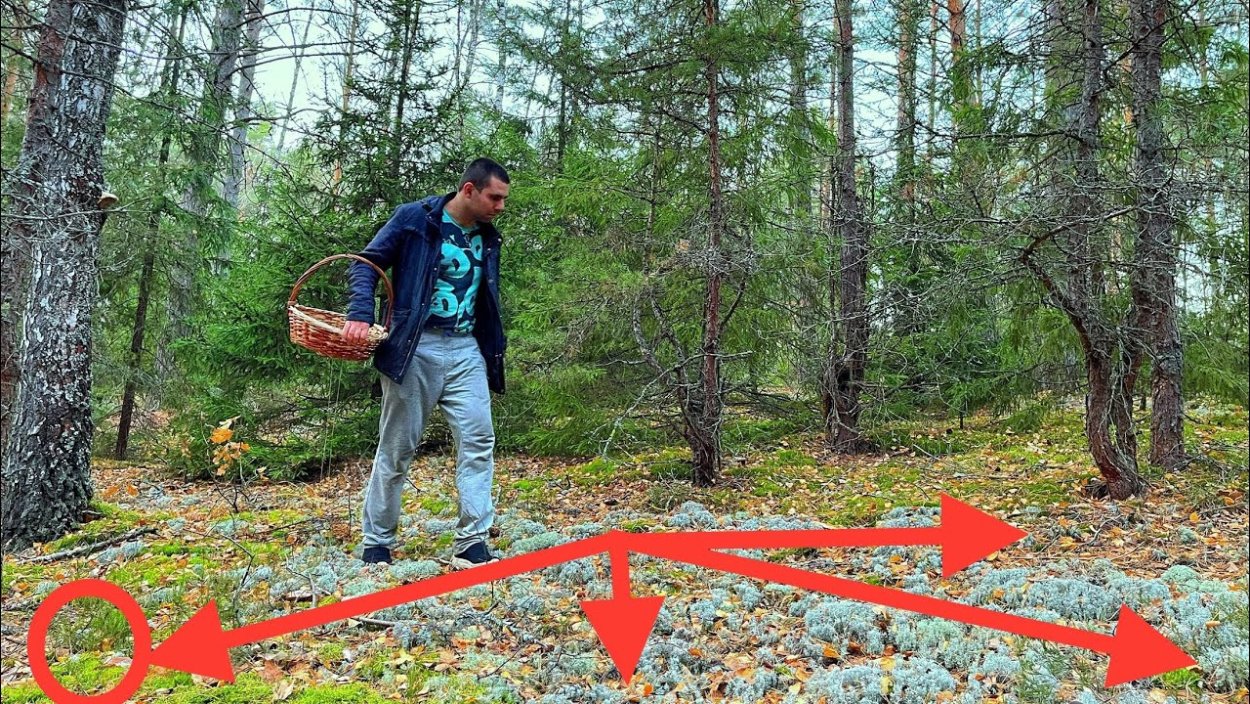 Грибы в Карелии