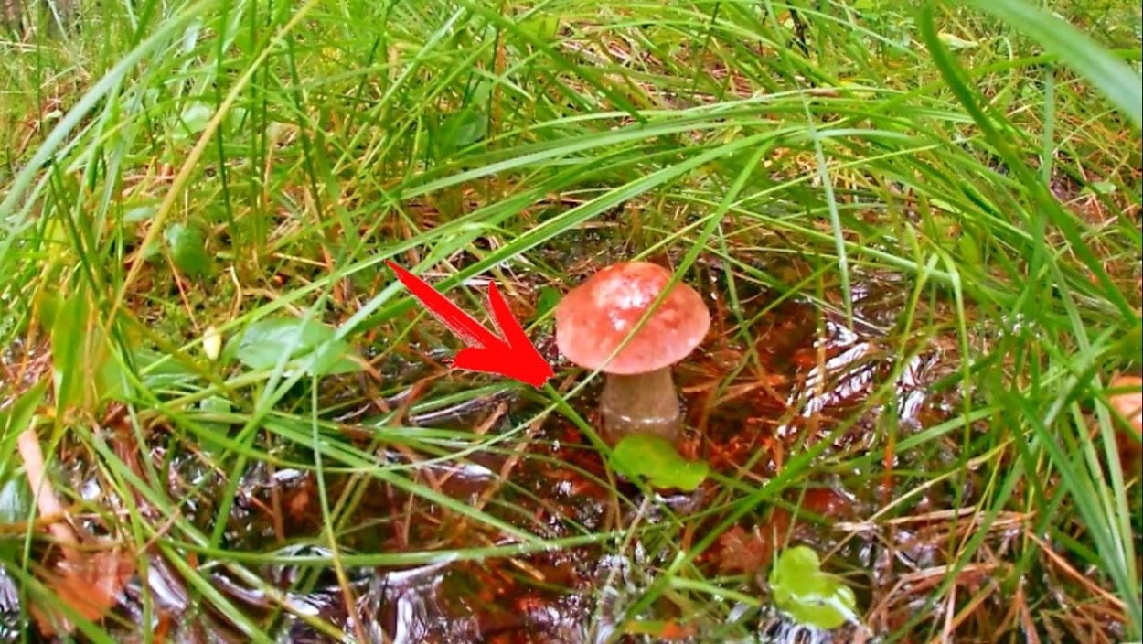 Караканский Бор грибы