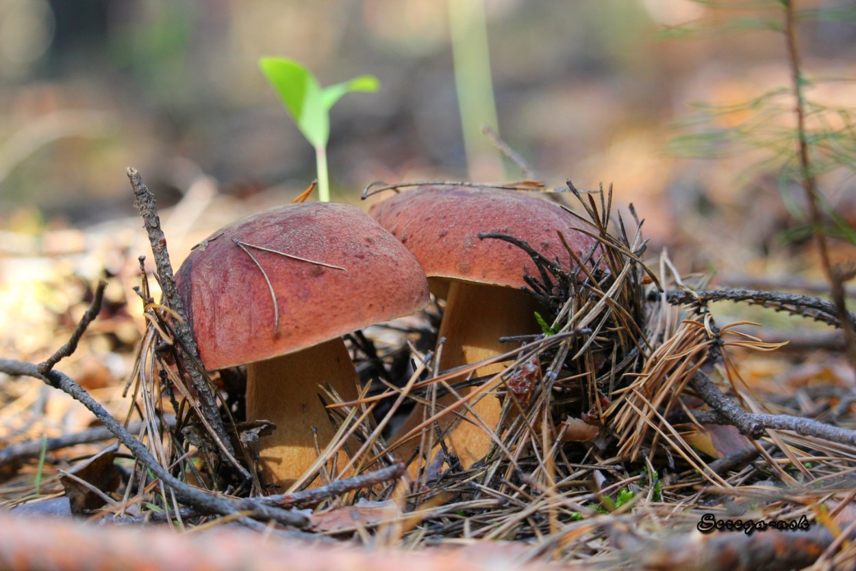 Лесные дары Карелии