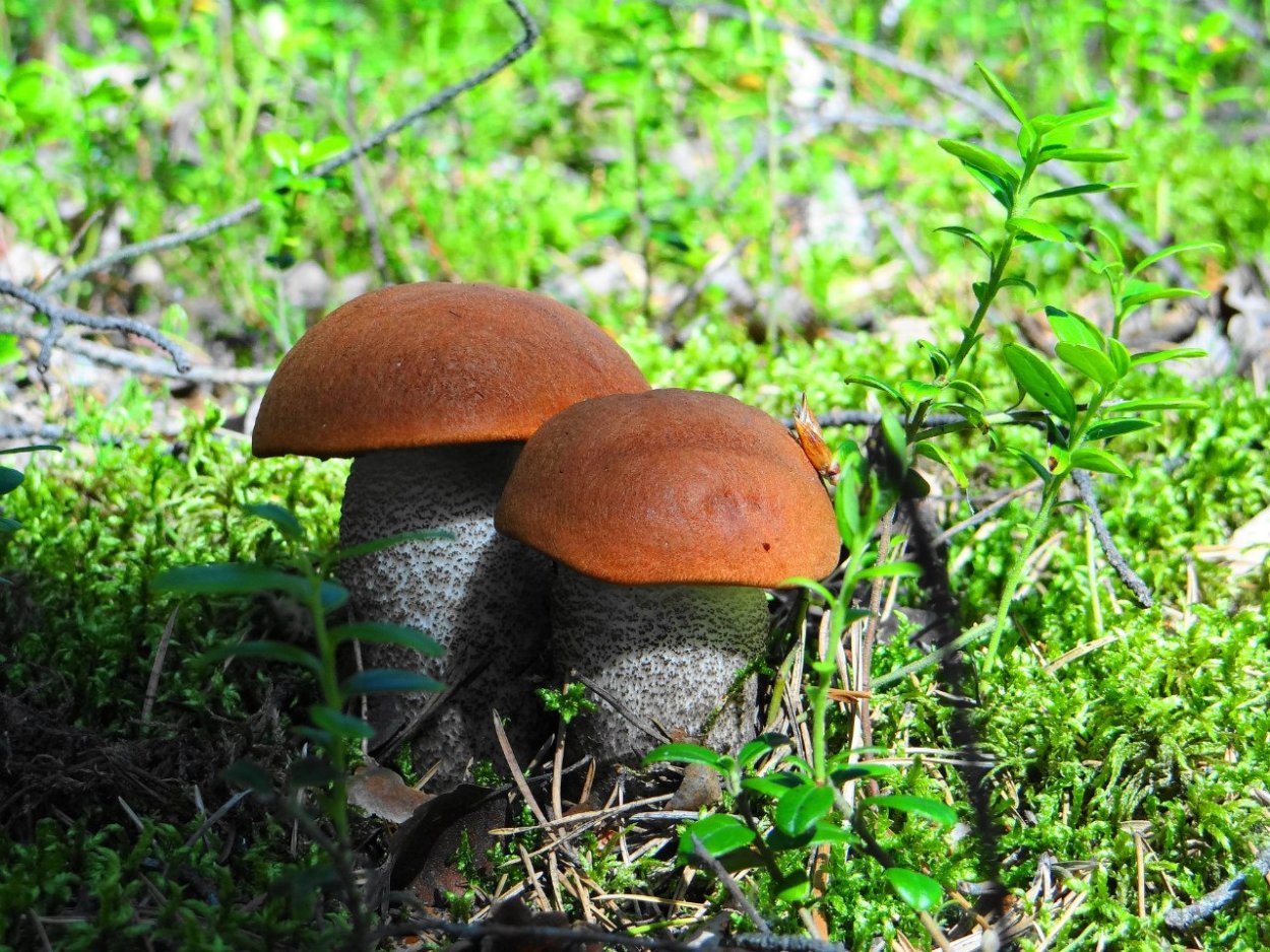 Подосиновики в Карелии