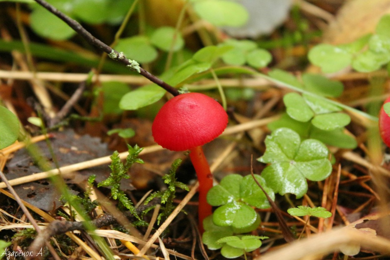 Грибы в Карелии