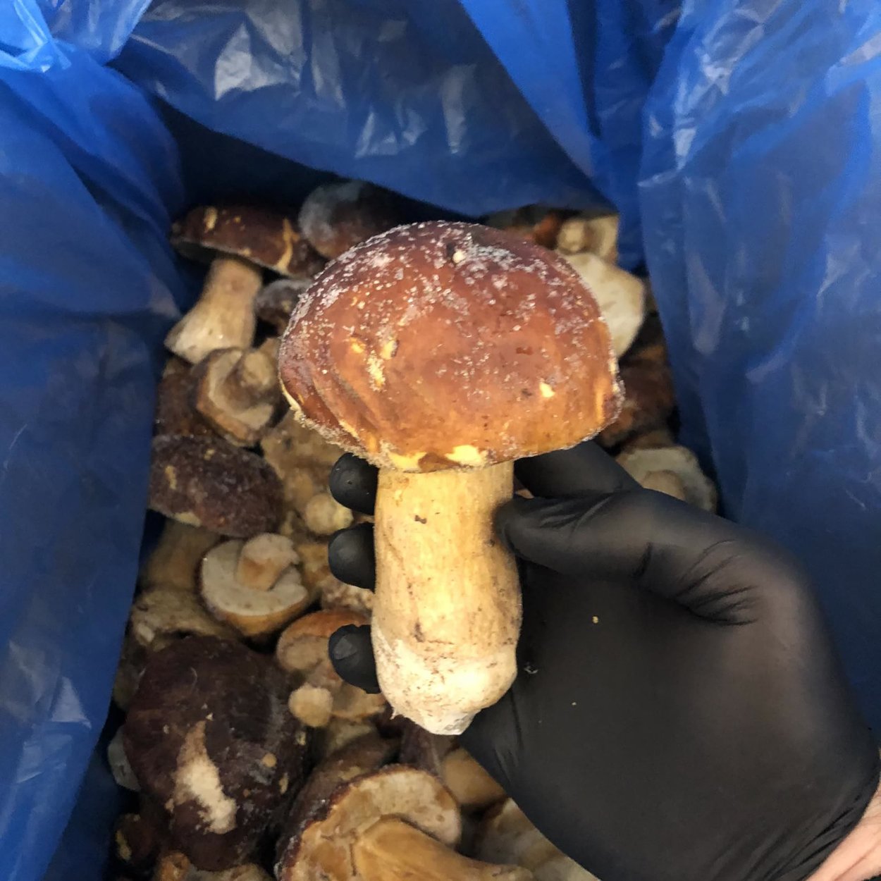 Подосиновики в Карелии