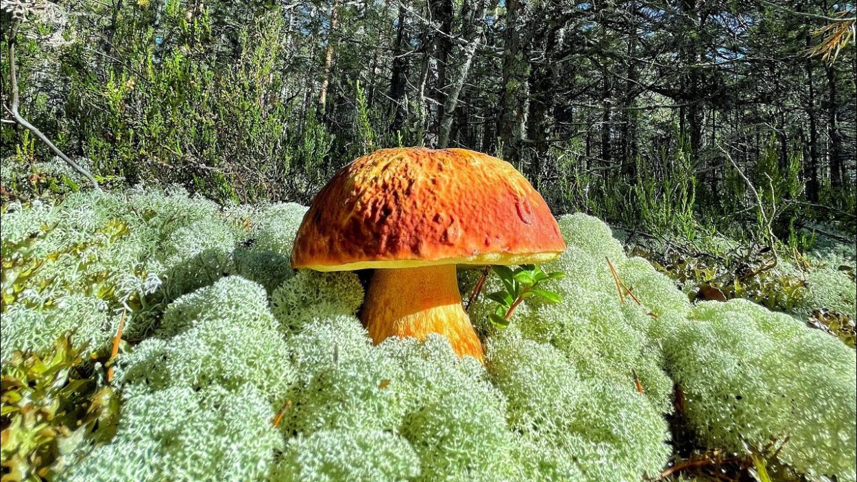 Подосиновики в Карелии