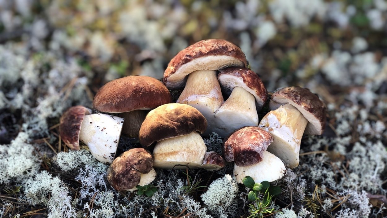 Гриб мечта грибника