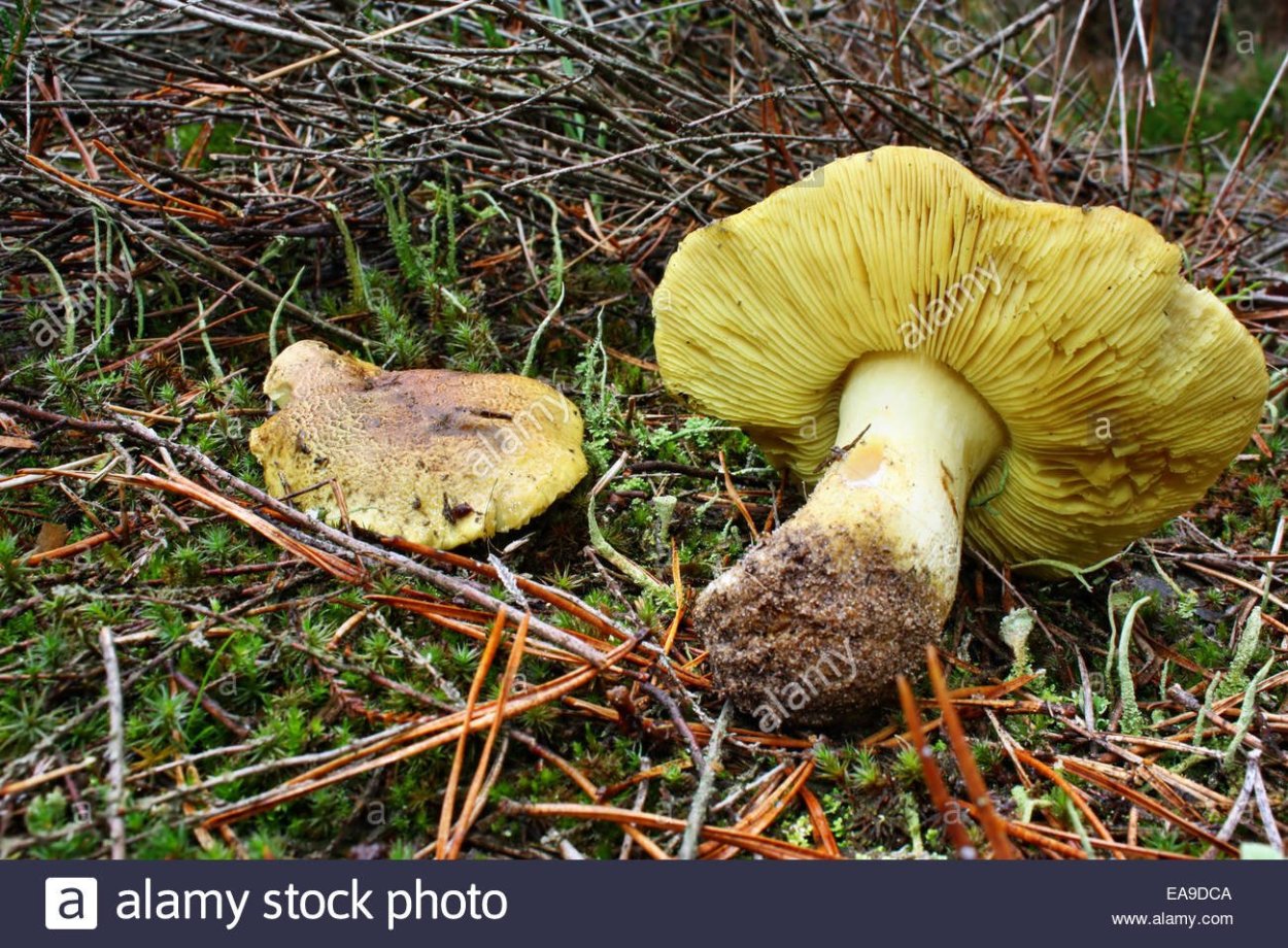 Зеленушка гриб песчаный