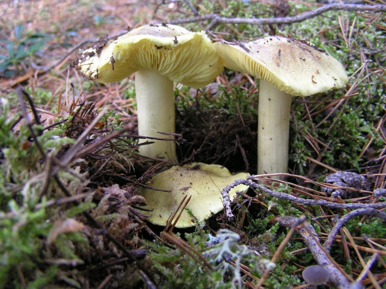 Гриб серушка и зеленушка