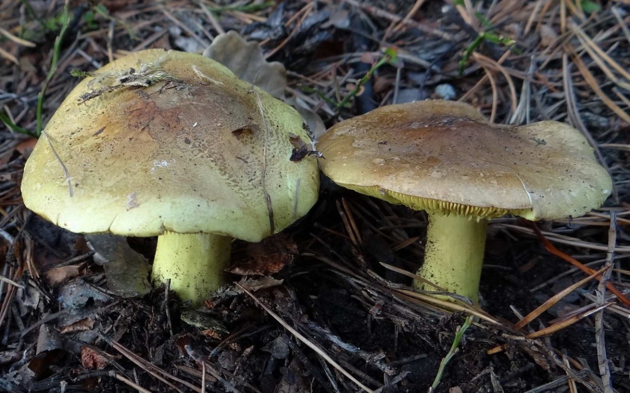 Грибы лимонного цвета рядовка