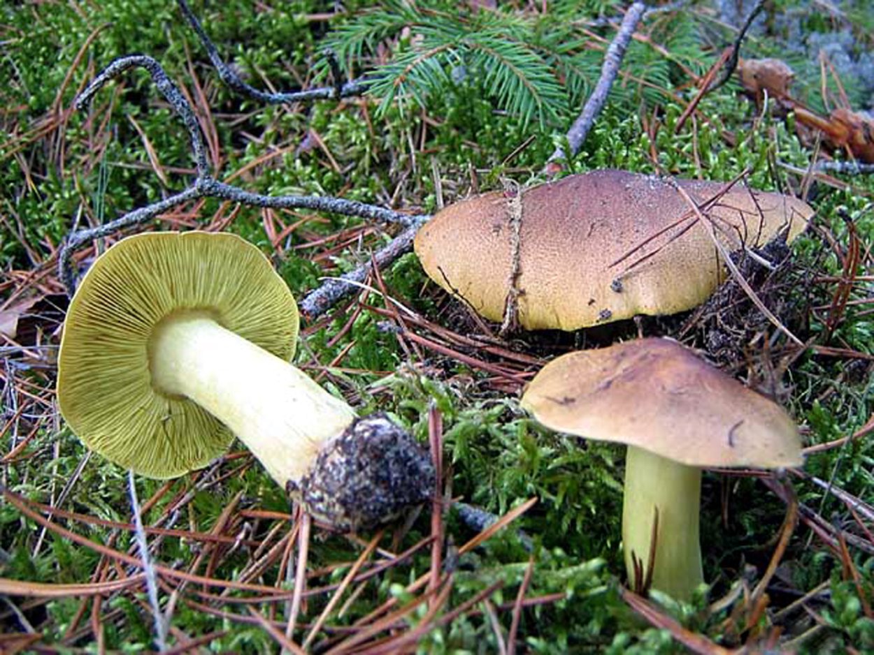 Зеленушка гриб