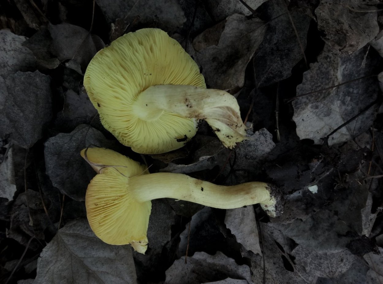 Грибы осенние зеленушка