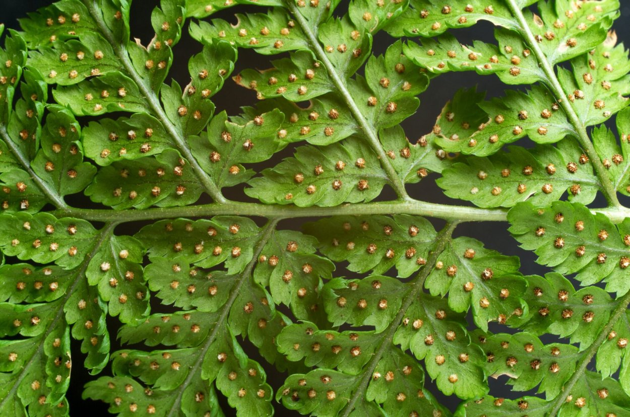 Папоротник спираль