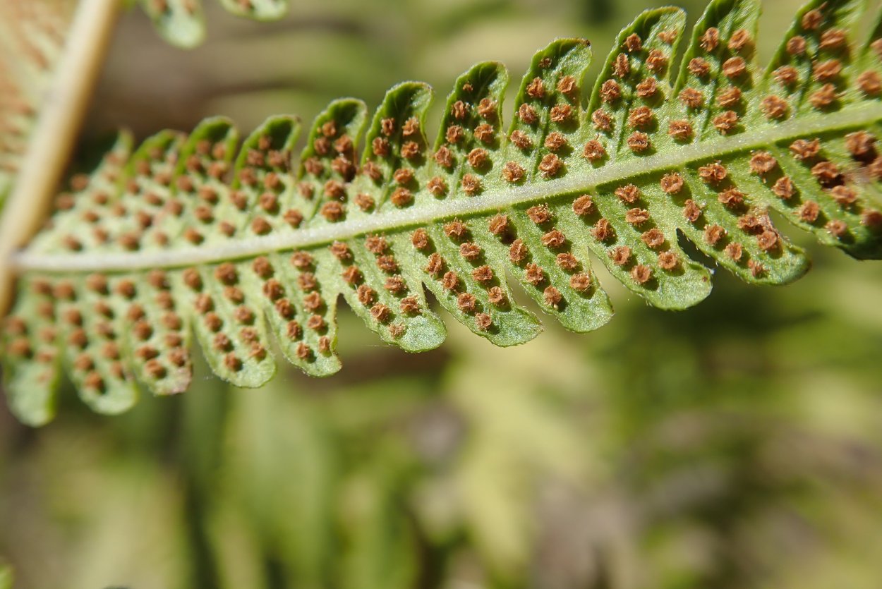 Папоротник (Polypodiophyta)