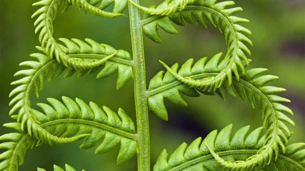 Папоротник Лазар