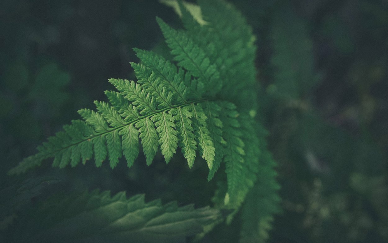 Папоротник фон