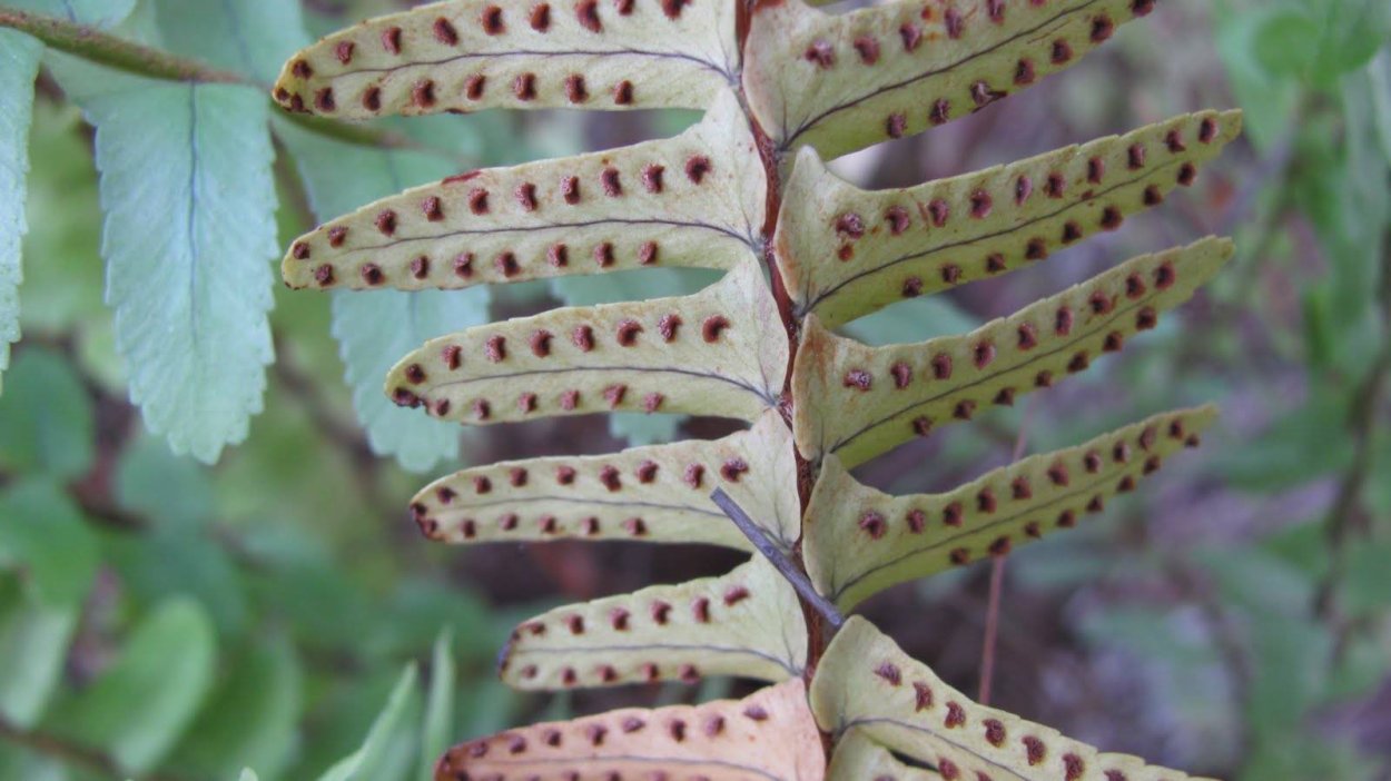 Папоротник Щитовник спорангии