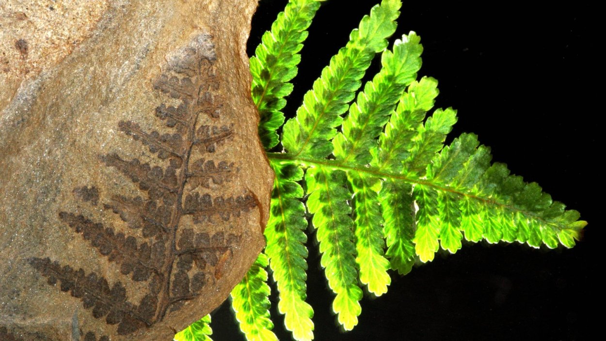 Споры на листьях папоротника