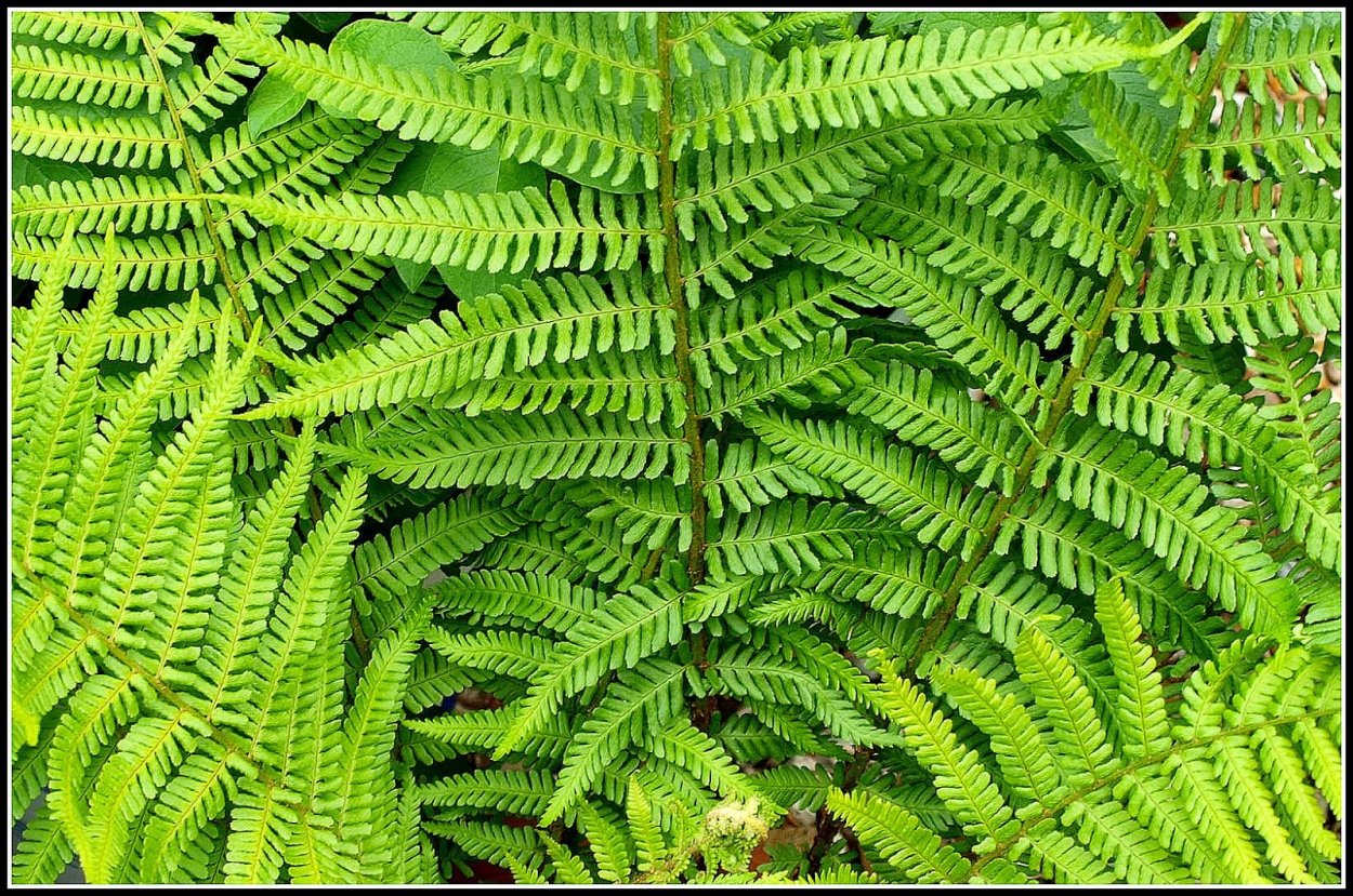 Папоротник (Polypodiophyta)