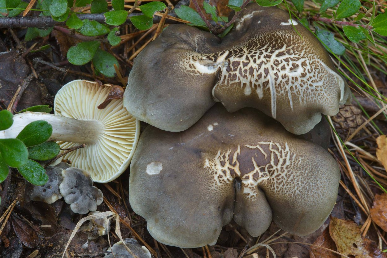Рядовка мыльная Tricholoma saponaceum