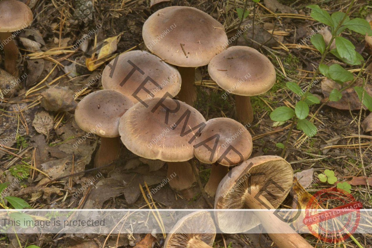 Рядовка Чешуйчатая Tricholoma imbricatum