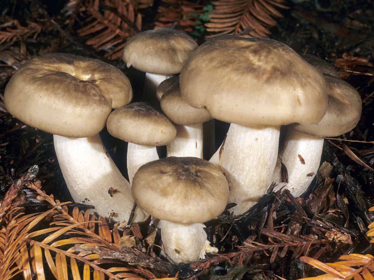 Рядовка скученная Lyophyllum decastes