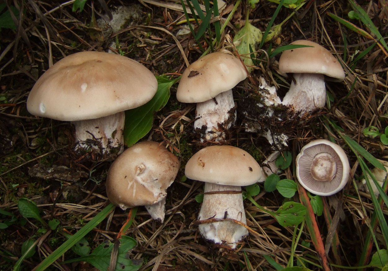 Рядовка скученная Lyophyllum decastes