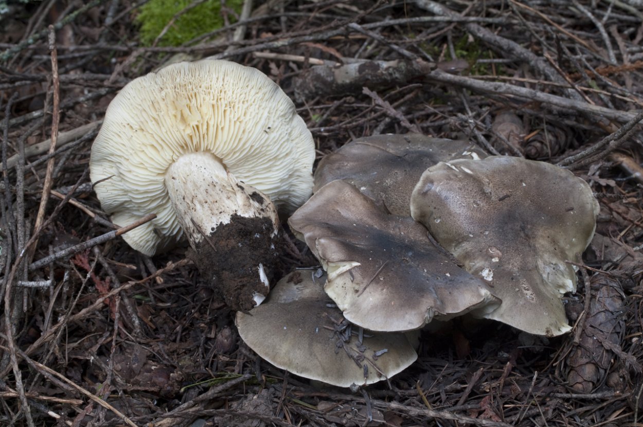 Рядовка мыльная Tricholoma saponaceum