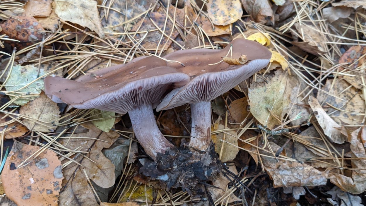 Рядовка пятнистая (Tricholoma pessundatum)