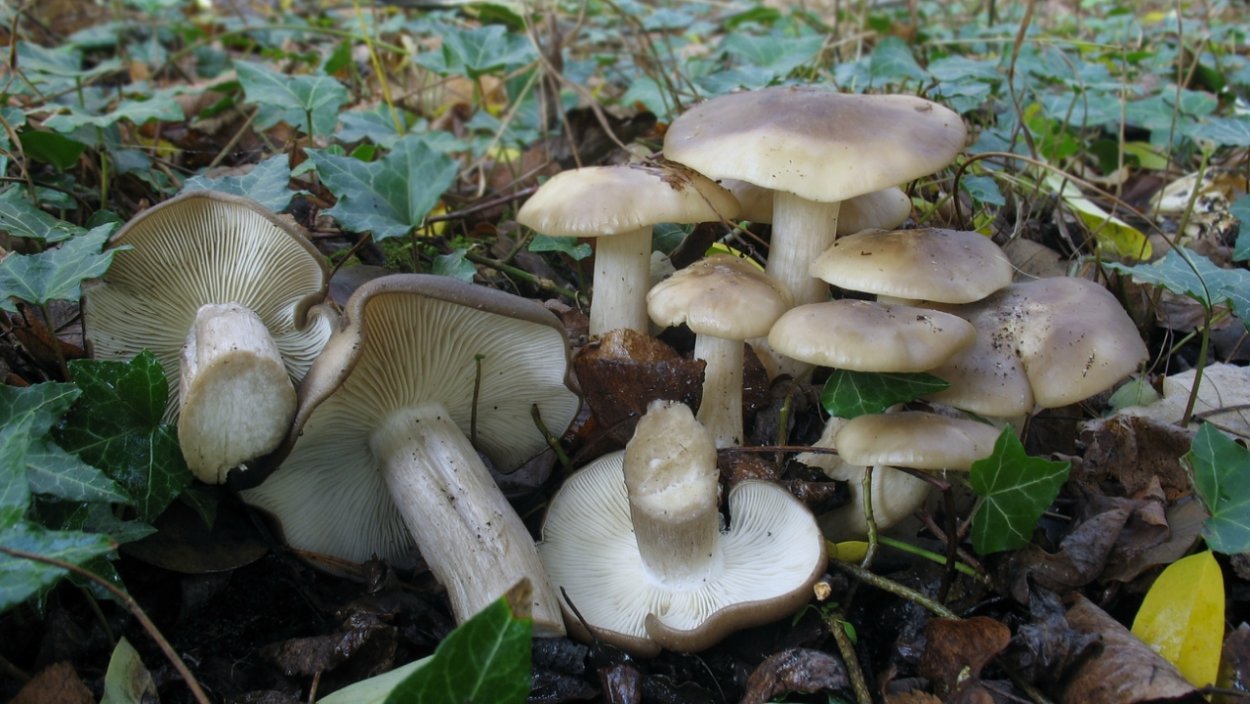Лиофиллум скученный Lyophyllum decastes