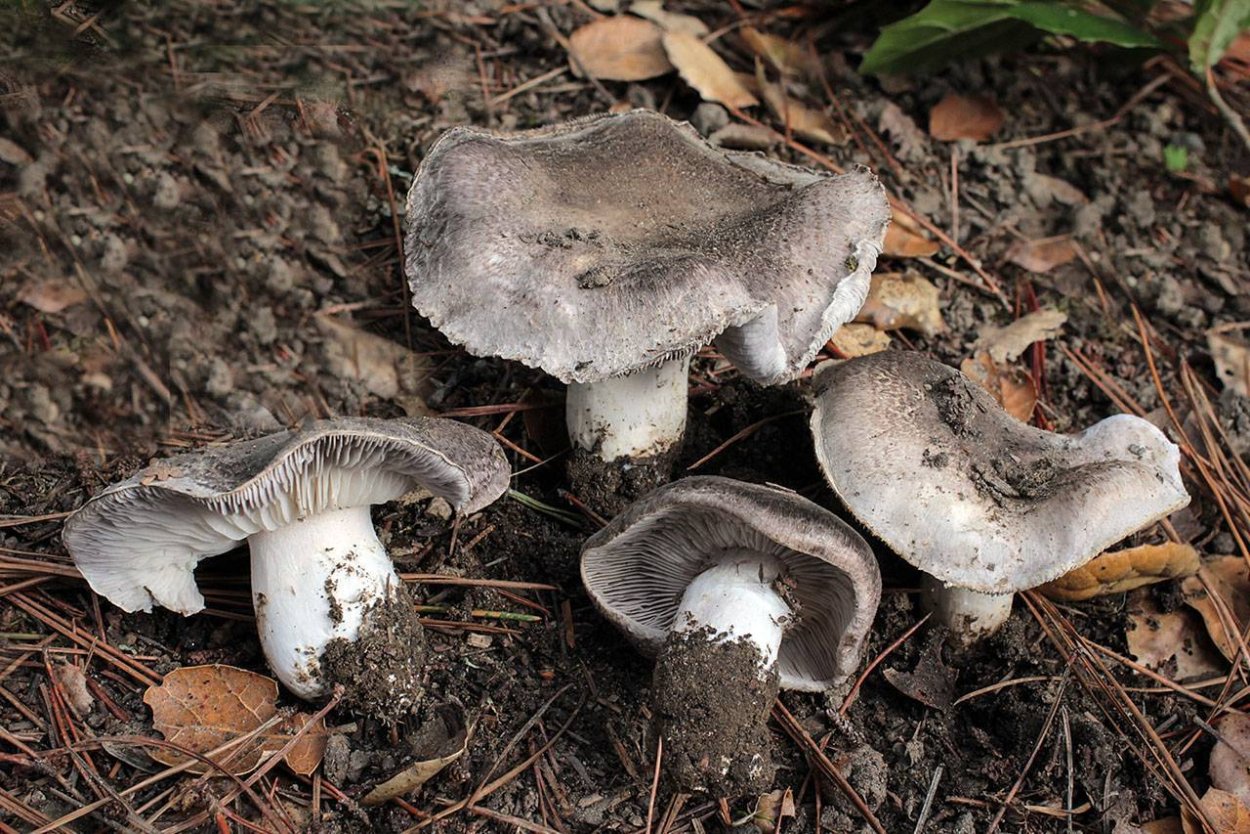 Tricholoma scalpturatum