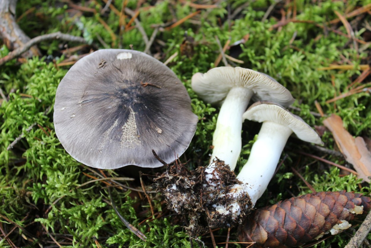 Рядовка Чешуйчатая Tricholoma imbricatum