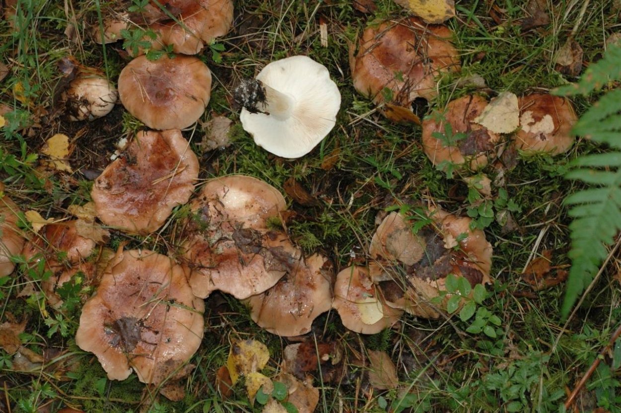 Рядовка пятнистая (Tricholoma pessundatum)