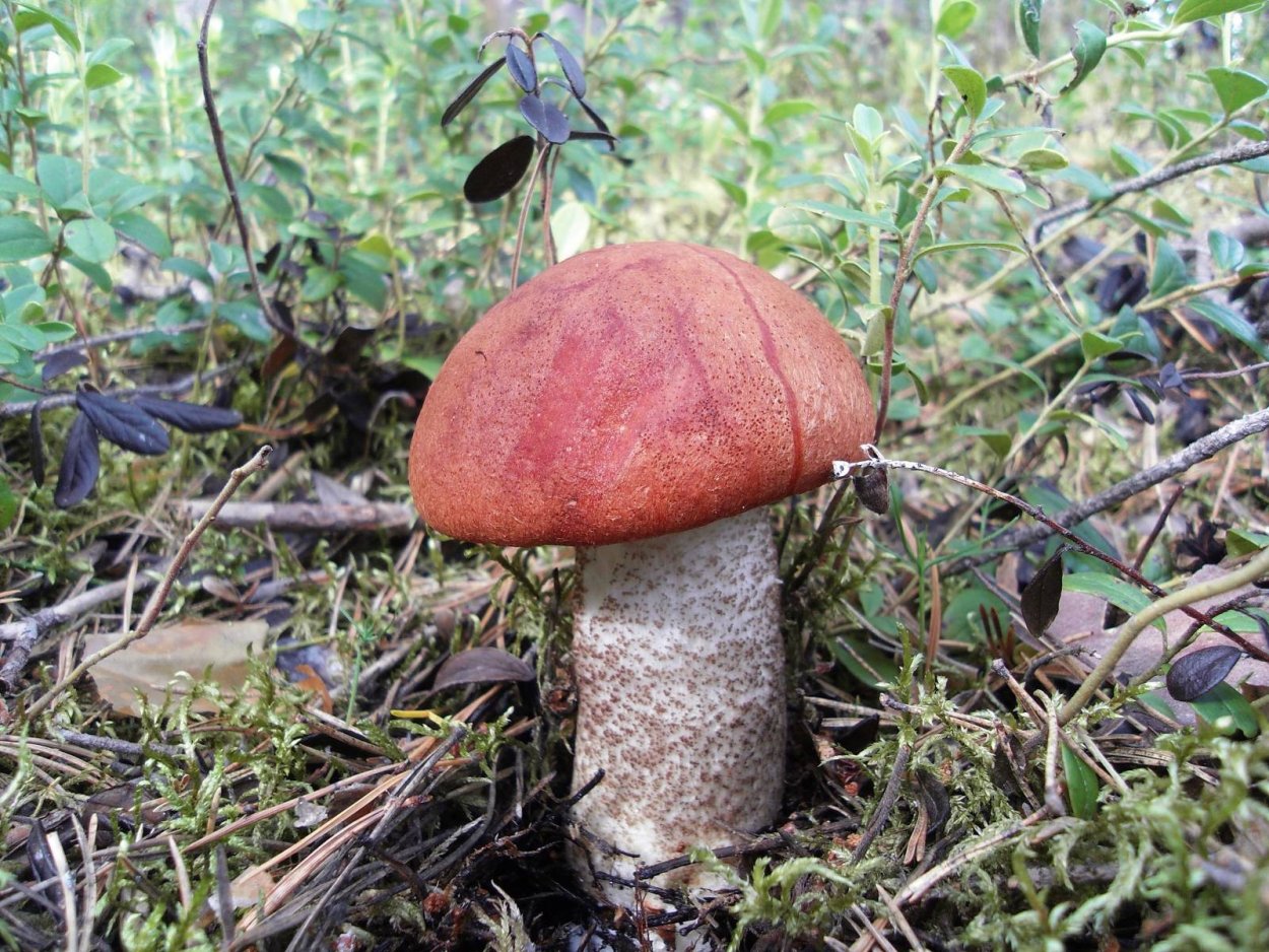 Мухомор и подосиновик