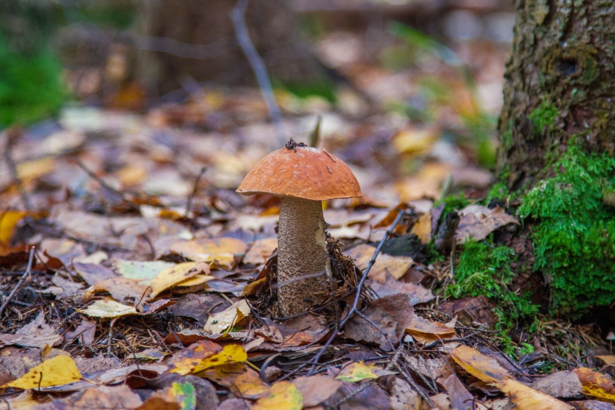 Осенние грибы подосиновики