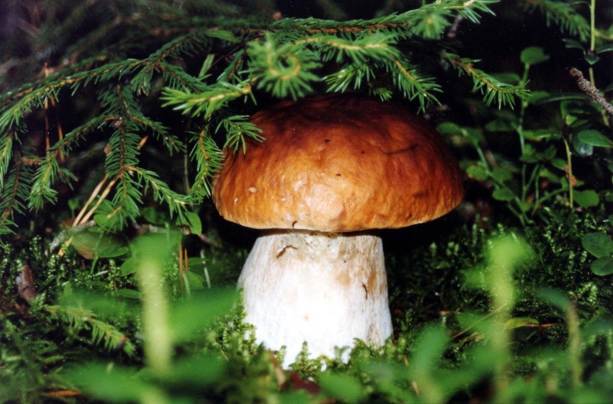 Грибы Красноярского края