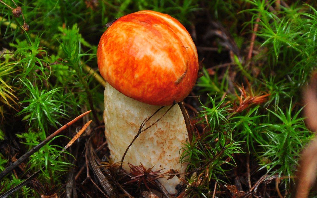 Красивые Лесные грибы