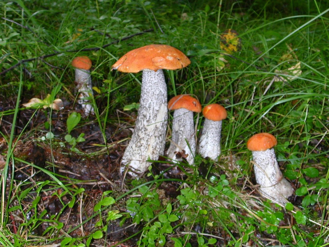 Грибы лисички и подосиновики