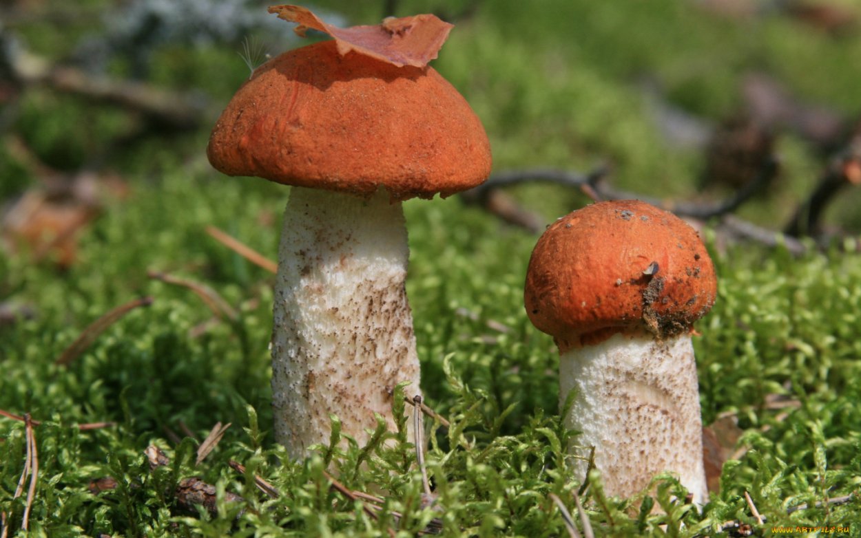 Подосиновик гриб