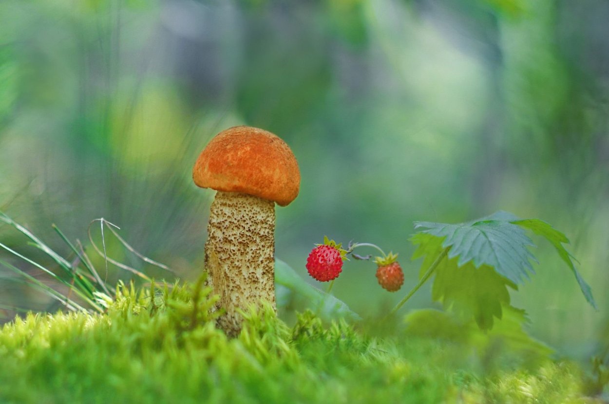 Цветы и грибы картинки