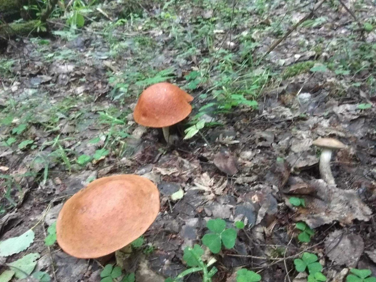 Подосиновик трубчатый