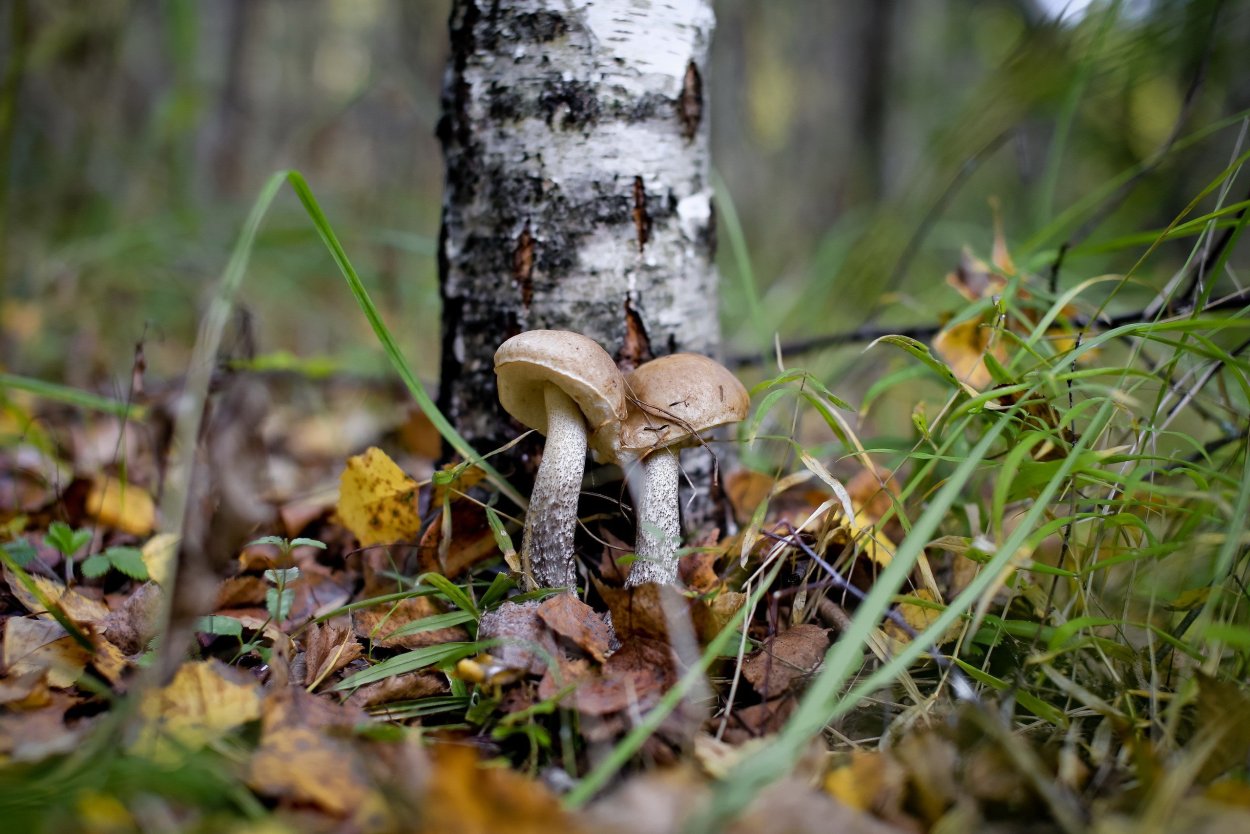 Подберезовик в березовой роще