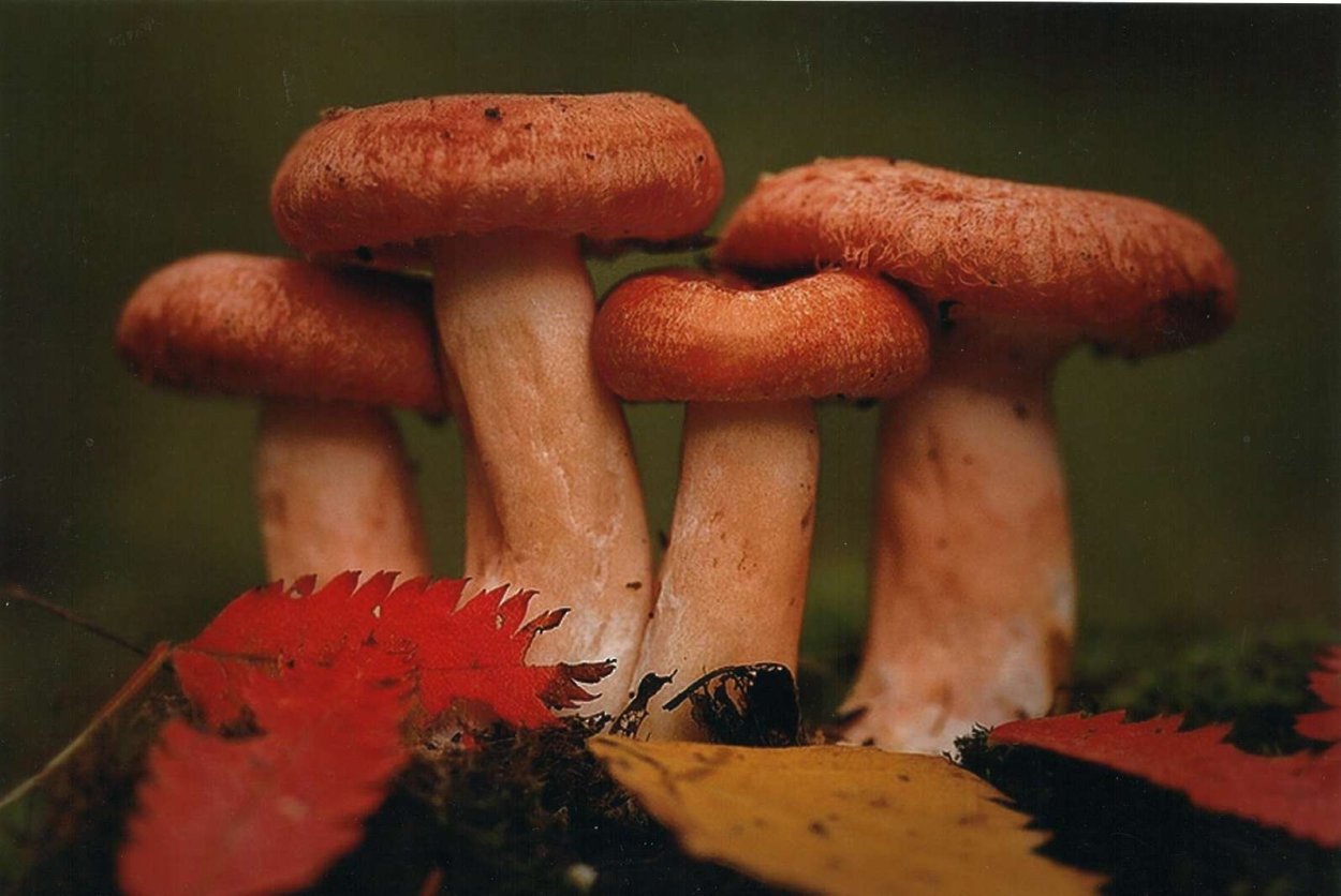 Осенний грибной лес