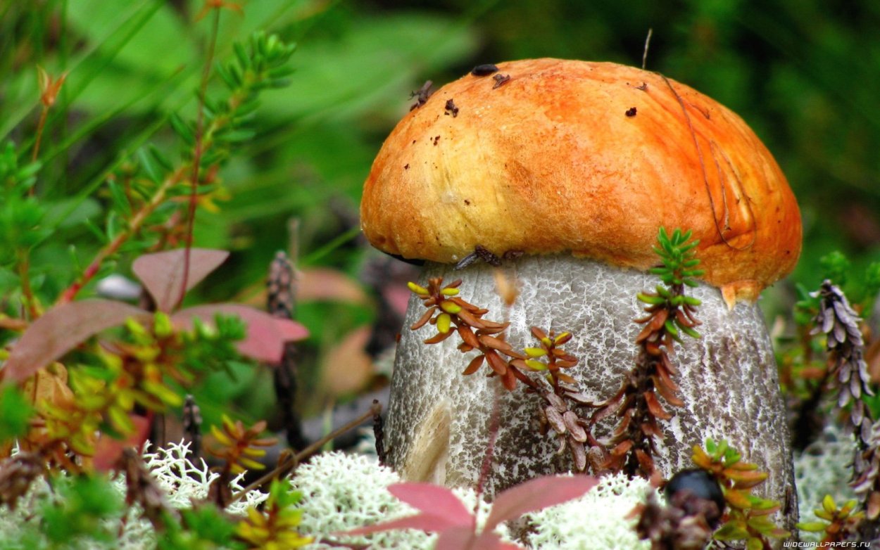 Грибы под дождем